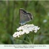 satyrium ledereri daghestan saraor male 1